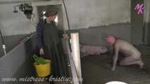 #Feeding my pigs - farmer's wife in the real barn with #humanpig and real pigs