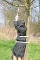 Jill tied, gagged and hooded on a tree outdoor wearing a shiny black down jacket (Pics)