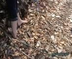 Barefeet in the wood 4 (VCD)