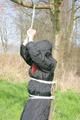 Jill tied, gagged and hooded on a tree outdoor wearing a shiny black down jacket (Pics)
