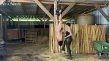 Suspended and whipped through the stable