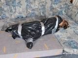 [From archive] Veronika - captured, hogtied and packed into trash bag 02