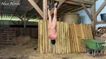 Suspended and whipped through the stable