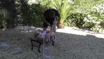  Zonah Bellum hogtied in the backyard