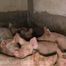 #Feeding my pigs - farmer's wife in the real barn with #humanpig and real pigs