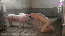 #Feeding my pigs - farmer's wife in the real barn with #humanpig and real pigs