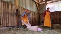 Mock slaughter of our lovingly raised boar in the barn ( role play )