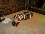 Hogtied in Lycra Catsuit