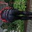 Watching sexy Sandra wearing a oldschool black/red shiny nylon rainwear combination while gardening outside (Pics)