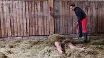 Stable slave in manure