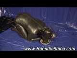 Video Rubber Dog Routine