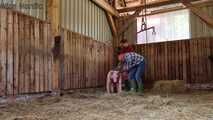 Mock slaughter of our lovingly raised boar in the barn ( role play )