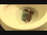 Toilet flushing chocolate cake logs 