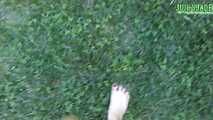 Bare feet walking outdoors Vol 1