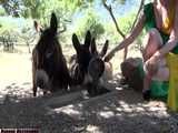 Donkeys - a rubber cheesecake video