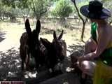 Donkeys - a rubber cheesecake video