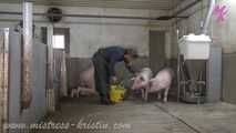 #Feeding my pigs - farmer's wife in the real barn with #humanpig and real pigs