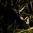 The Nest Shibari Photoset (21) - Michael / Sai Jaiden Lillith
