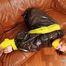 [From archive] Stella - taped sitting with yellow duct tape and packed into trash bag