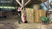 Suspended and whipped through the stable