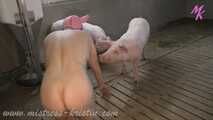 #Feeding my pigs - farmer's wife in the real barn with #humanpig and real pigs